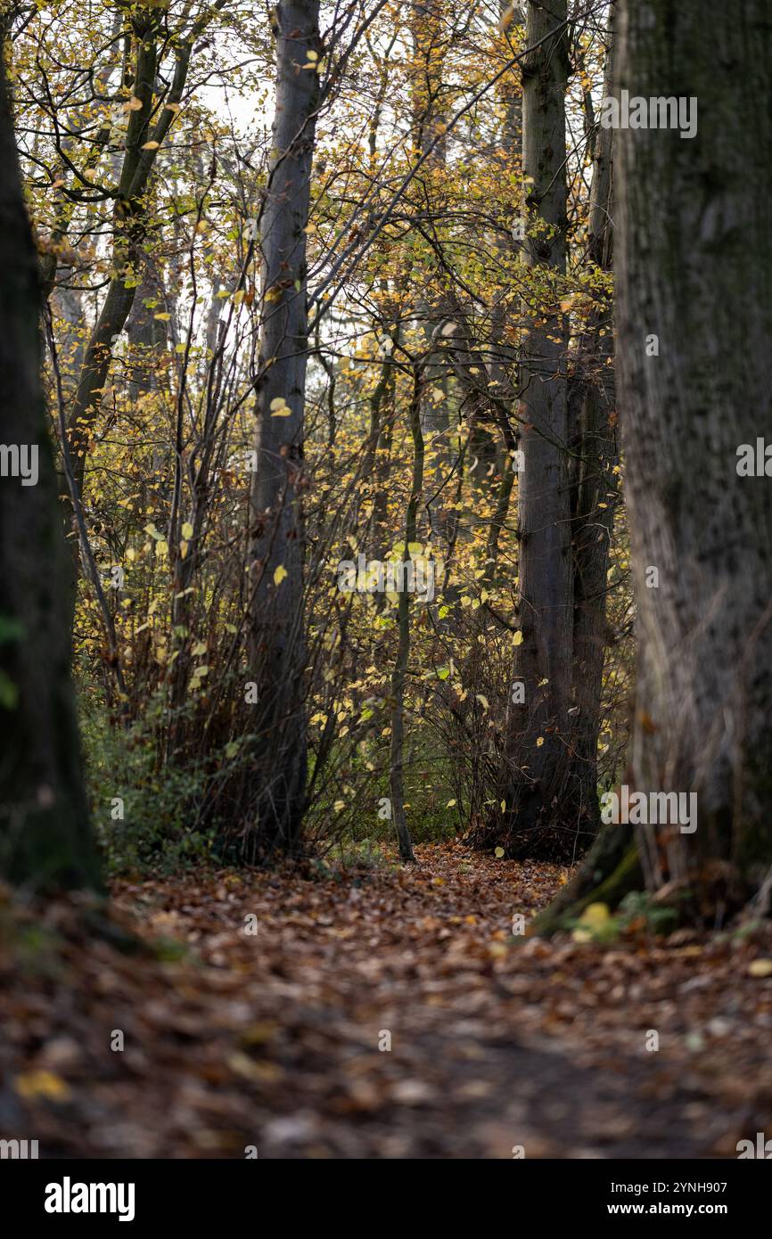 Una passeggiata attraverso i boschi, i boschi inglesi in autunno con foglie gialle, marroni e arancioni sugli alberi e foglie autunnali a terra Foto Stock