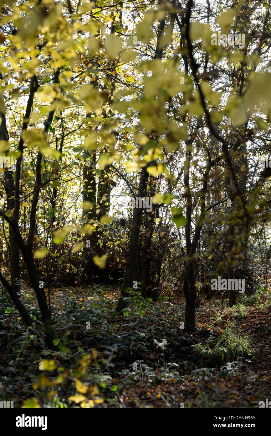 Una passeggiata attraverso i boschi, i boschi inglesi in autunno con foglie gialle, marroni e arancioni sugli alberi e foglie autunnali a terra Foto Stock