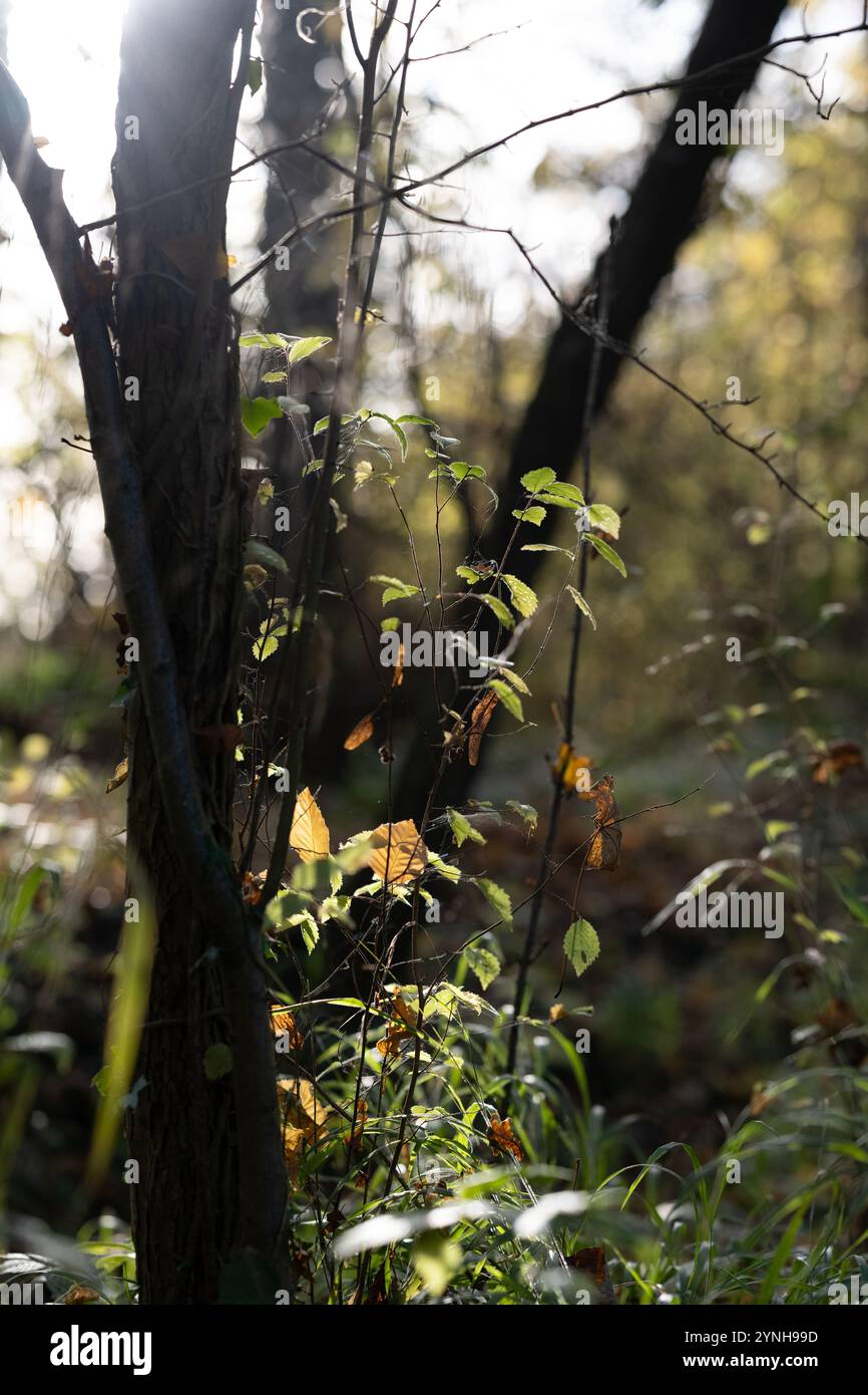 Una passeggiata attraverso i boschi, i boschi inglesi in autunno con foglie autunnali gialle, marroni e arancioni sugli alberi Foto Stock