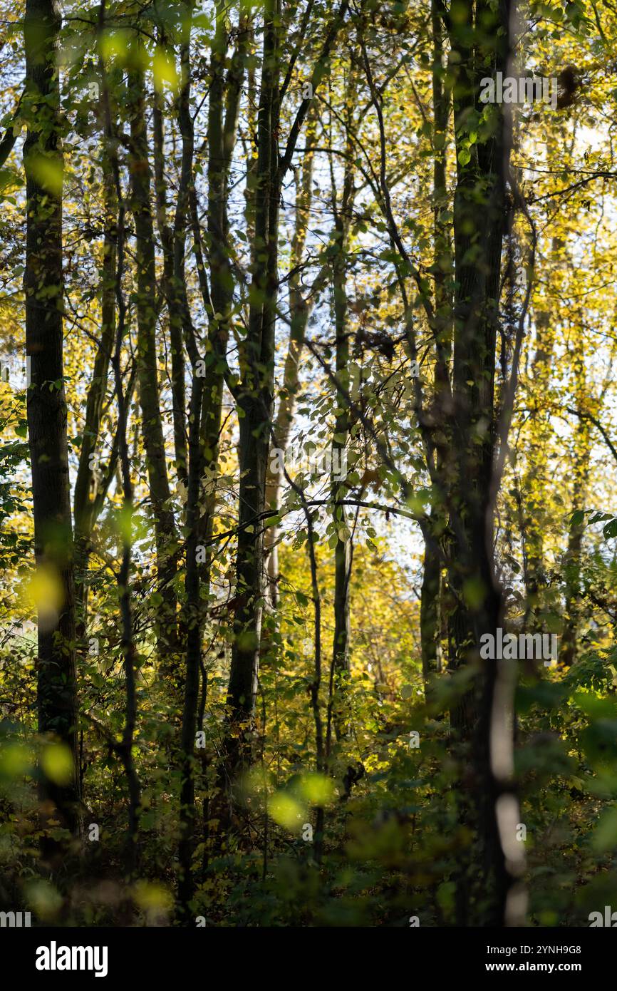 Una passeggiata attraverso i boschi, i boschi inglesi in autunno con foglie autunnali gialle, marroni e arancioni sugli alberi Foto Stock