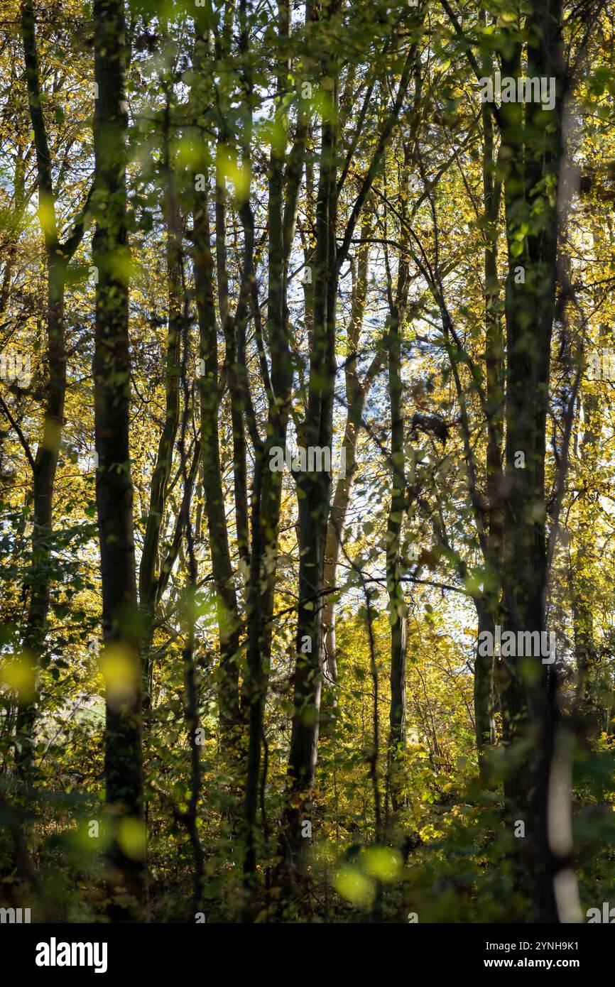 Una passeggiata attraverso i boschi, i boschi inglesi in autunno con foglie autunnali gialle, marroni e arancioni sugli alberi Foto Stock