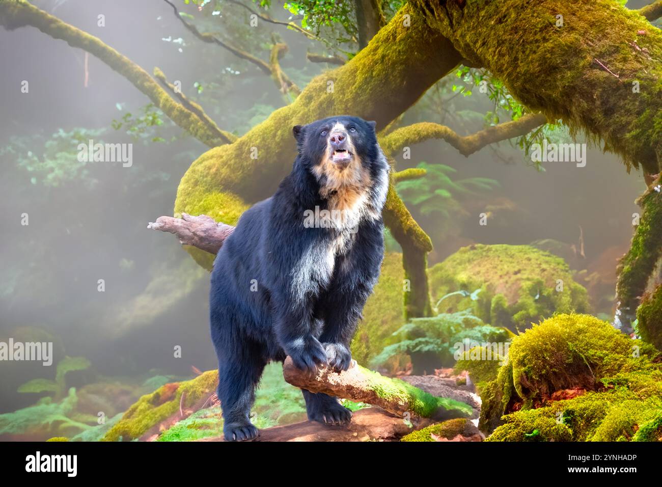 Ritratto sudamericano orso spettrale (Tremarctos ornatus). Foto Stock