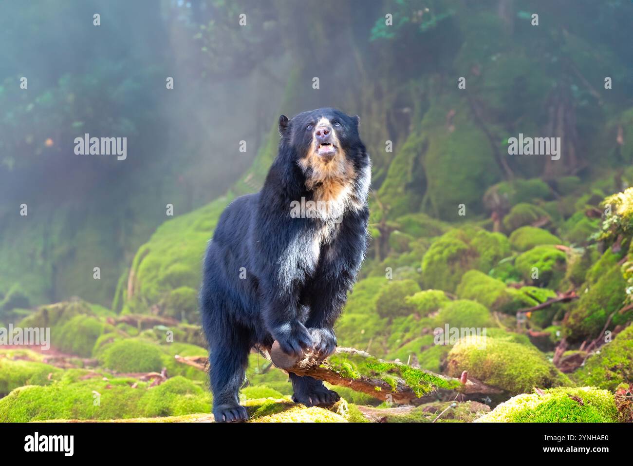 Ritratto sudamericano orso spettrale (Tremarctos ornatus). Foto Stock