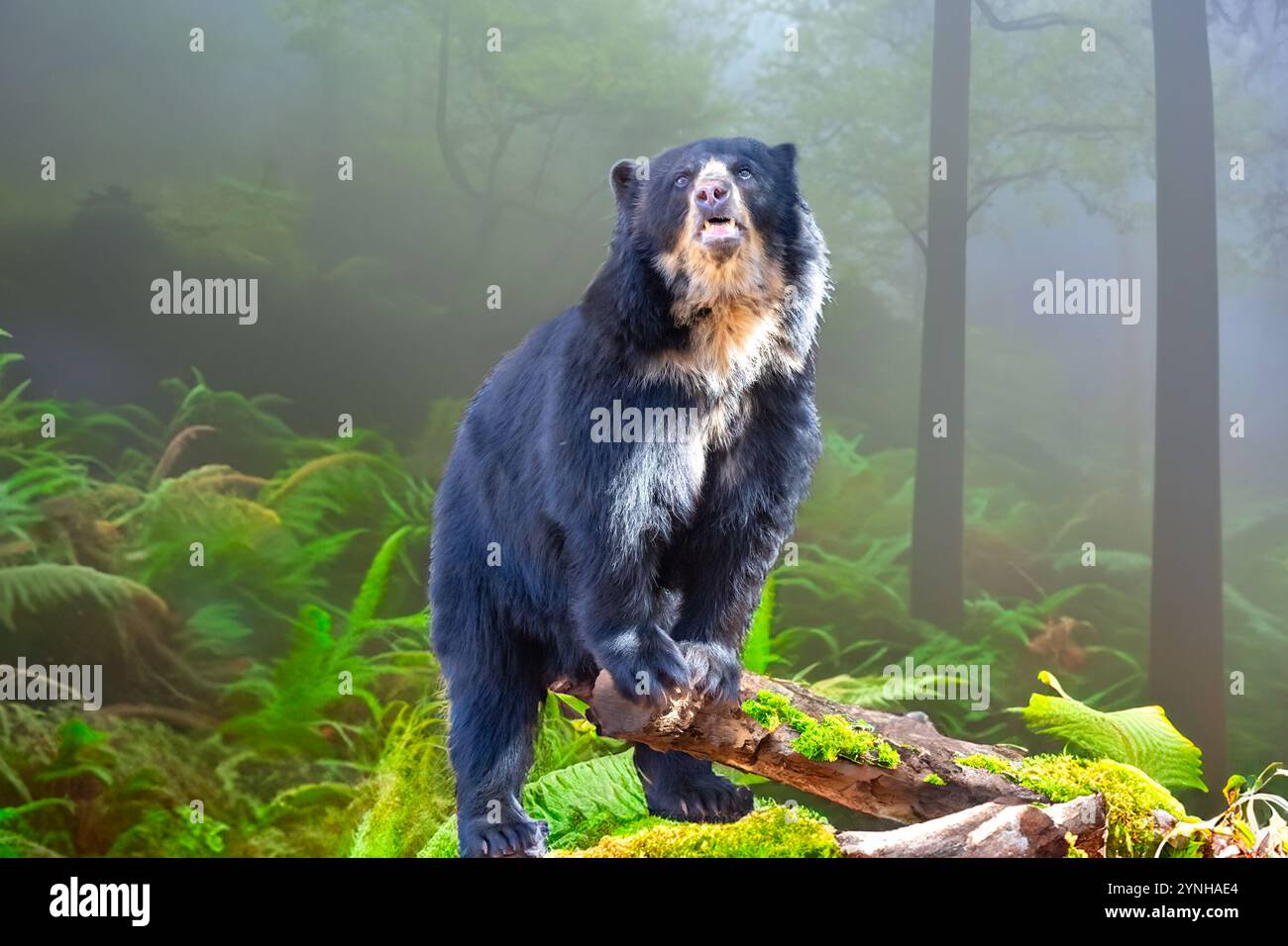 Ritratto sudamericano orso spettrale (Tremarctos ornatus). Foto Stock