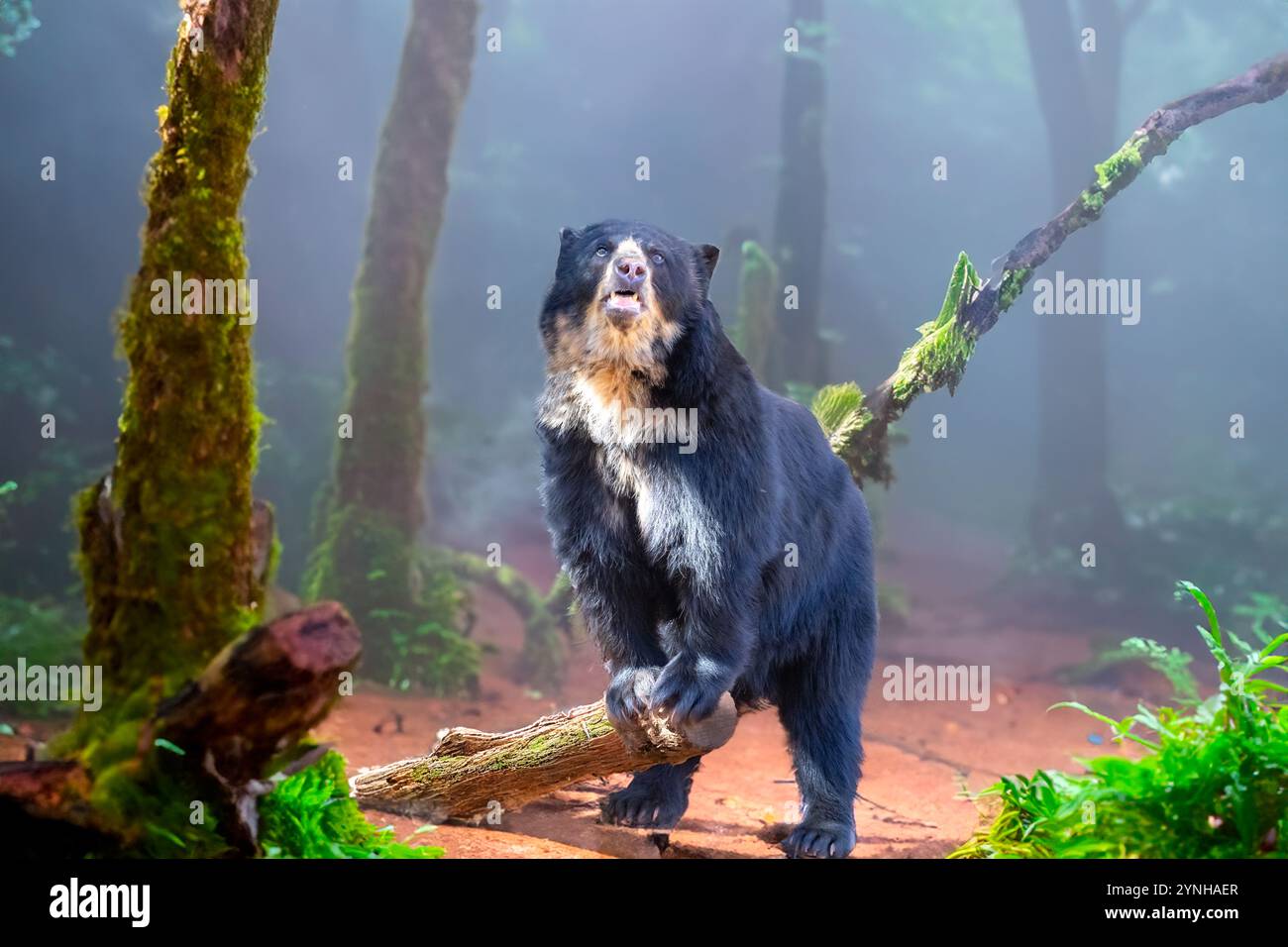 Ritratto sudamericano orso spettrale (Tremarctos ornatus). Foto Stock