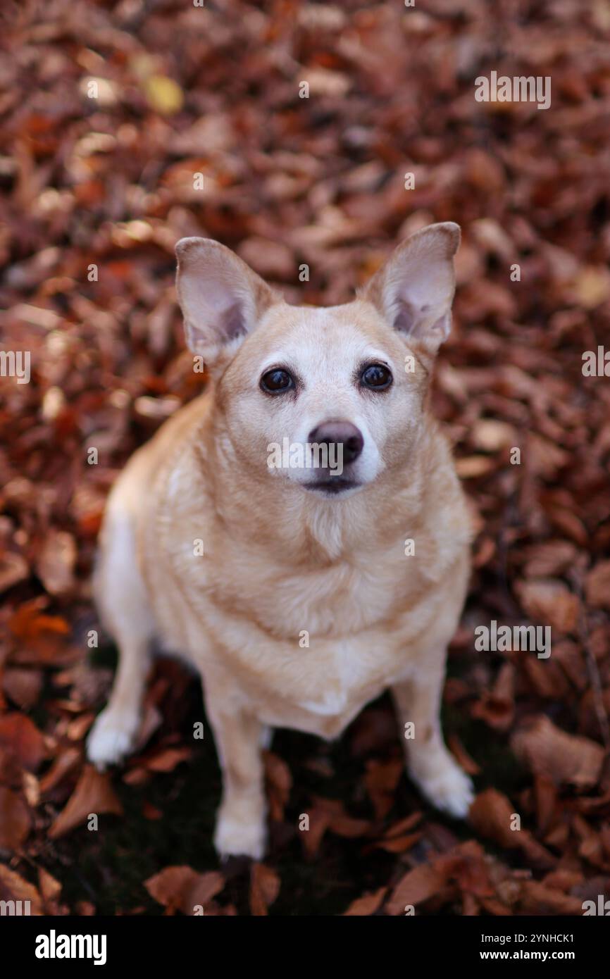 il vecchio cane bruno è nella foresta in autunno. seduto tra le foglie e guardando verso l'alto la fotocamera Foto Stock