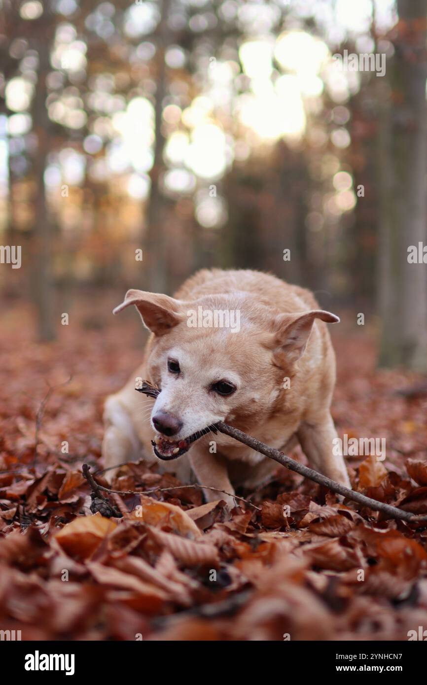 il vecchio cane bruno è nella foresta in autunno. Lei morde un bastone Foto Stock