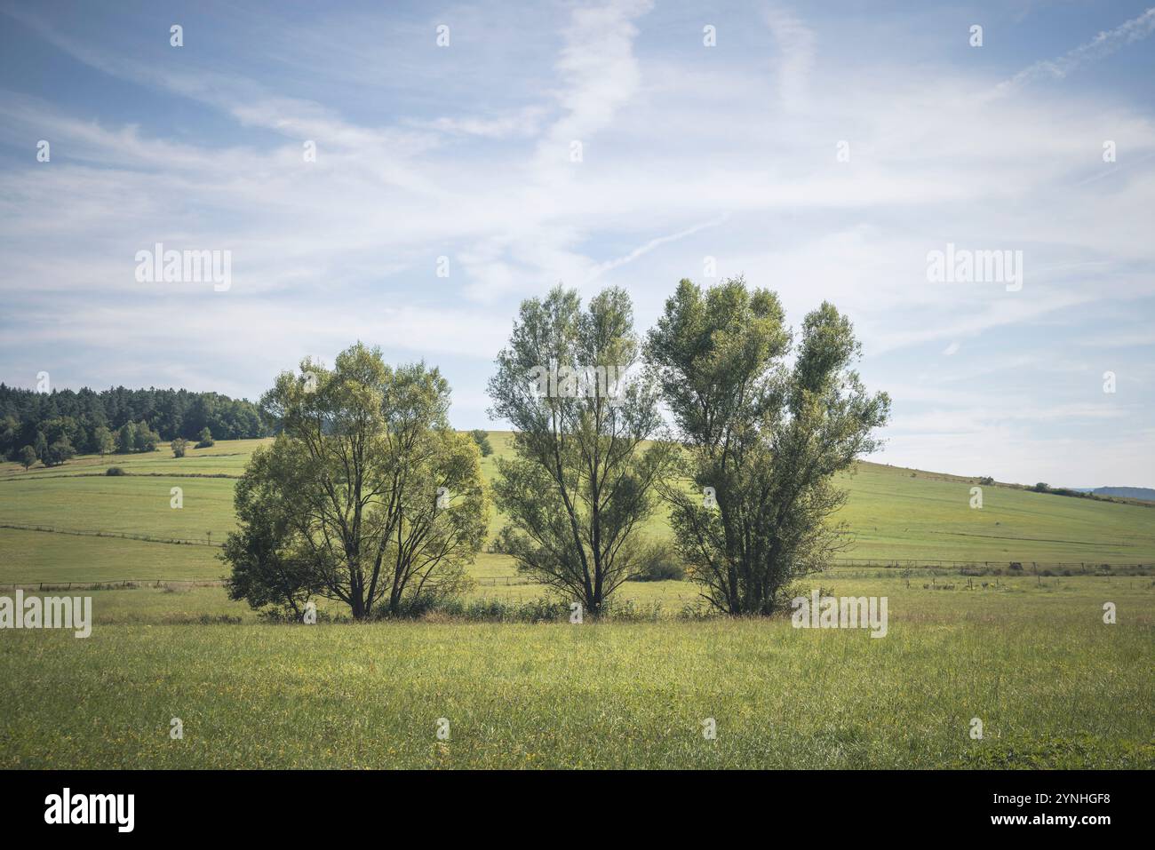 Tre alti alberi sorgono in un campo lussureggiante sotto un cielo blu brillante, che mostra la bellezza della natura, la Polonia meridionale Foto Stock