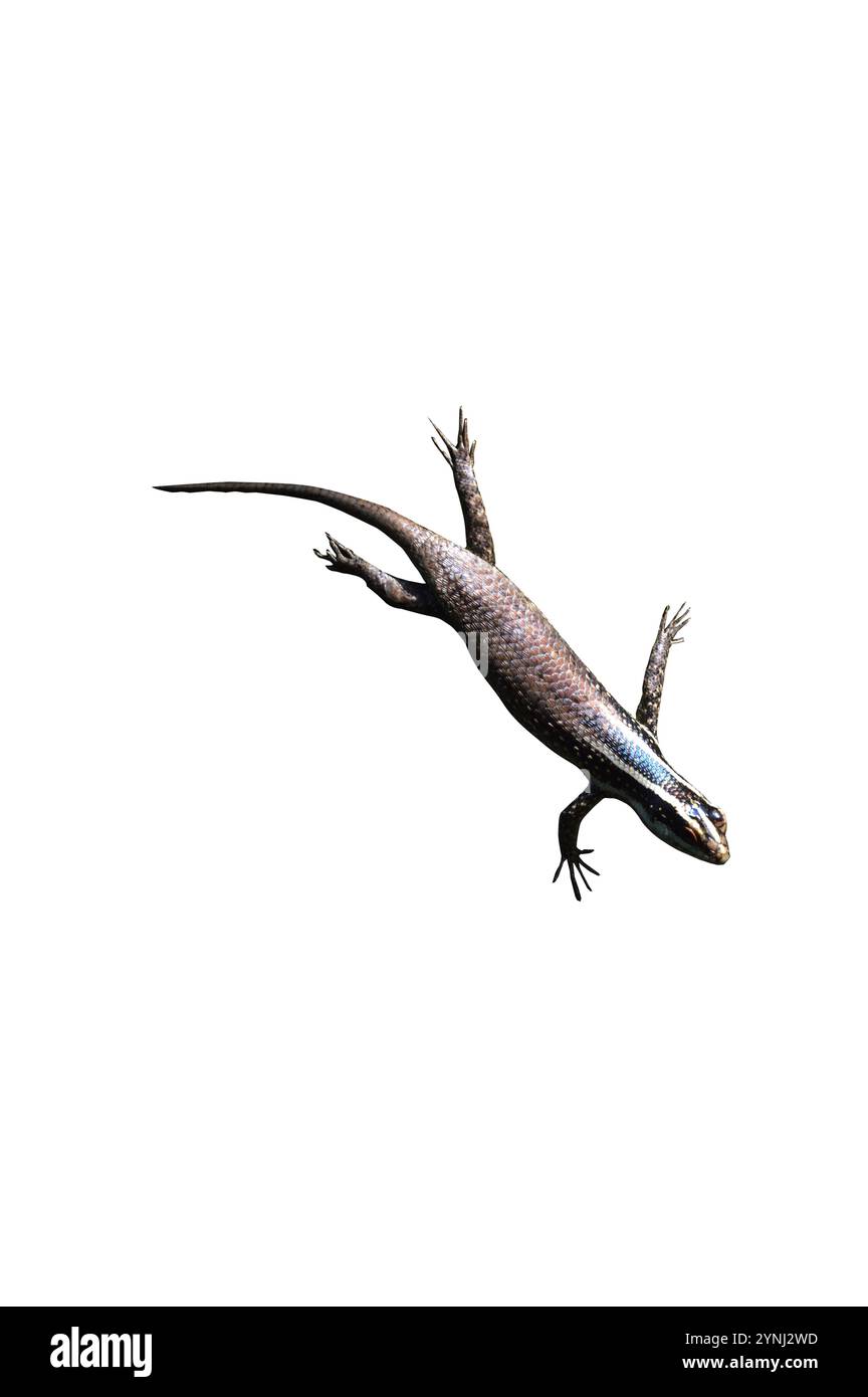 Lizard isolati su sfondo bianco Foto Stock