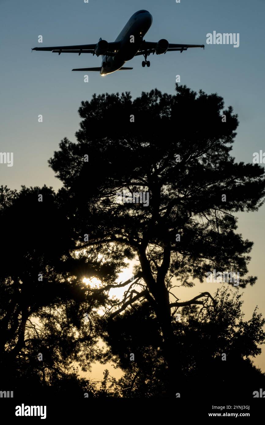 Aereo in avvicinamento aereo atterraggio aeroplano Jetliner passeggeri Jet Airliner volare sopra Dark Pine Tree a Dusk Sundown Foto Stock