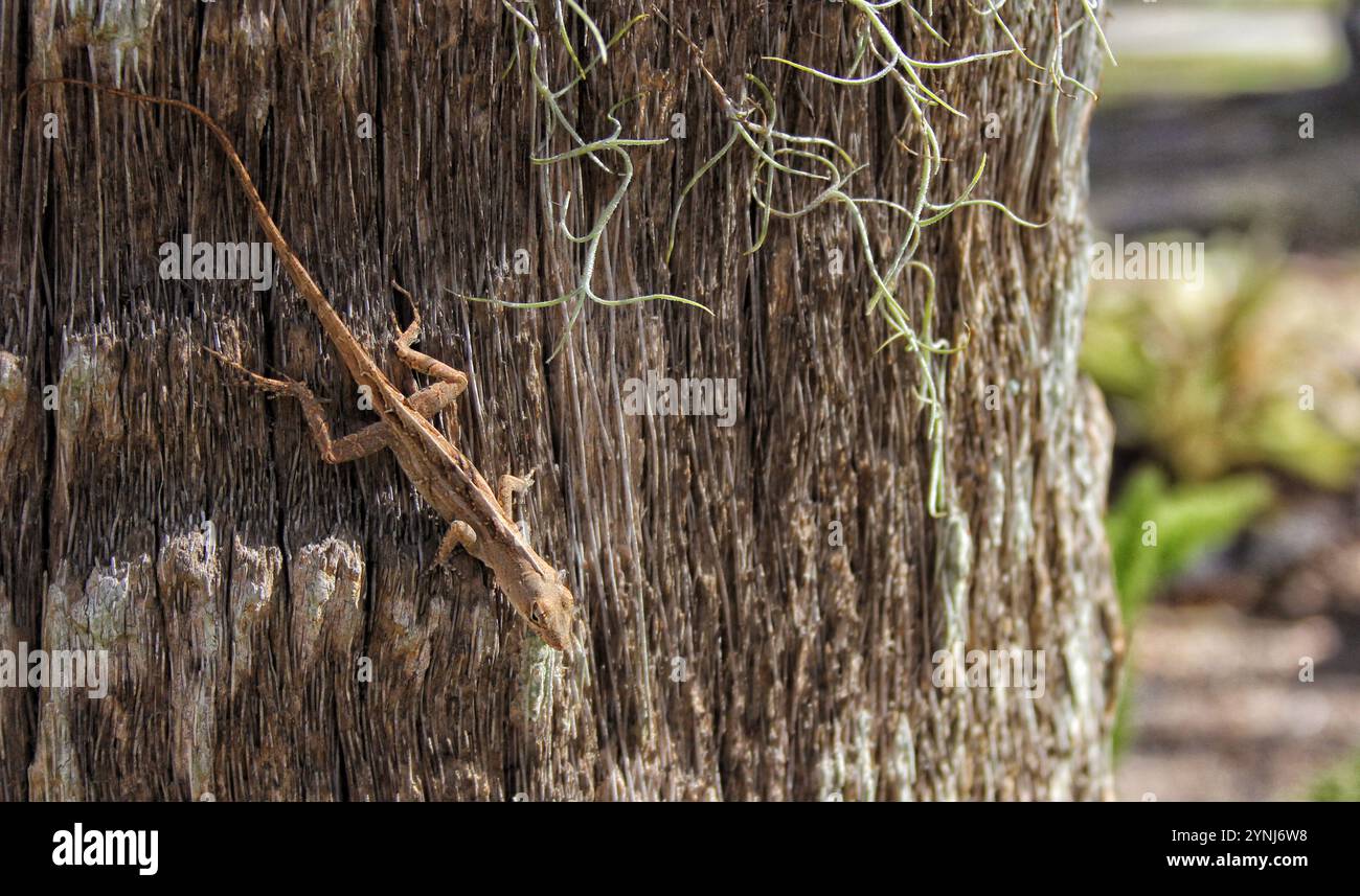 Wild Brown Anole Lizard on Tree a Tampa Florida Foto Stock