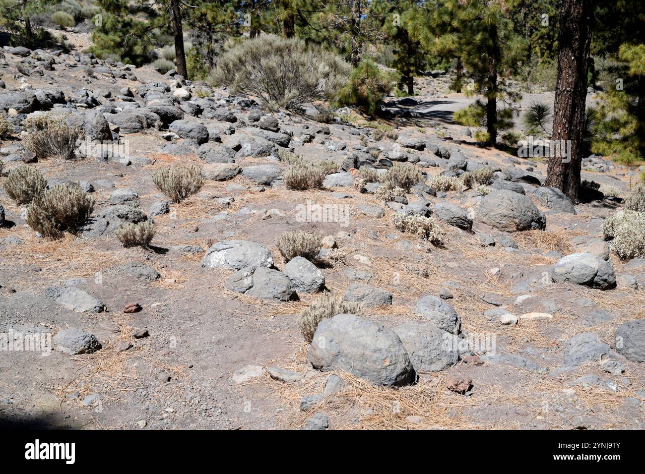 Palle di basalto. Vilaflor de Chasna, Tenerife, Isole Canarie, Spagna. Foto Stock