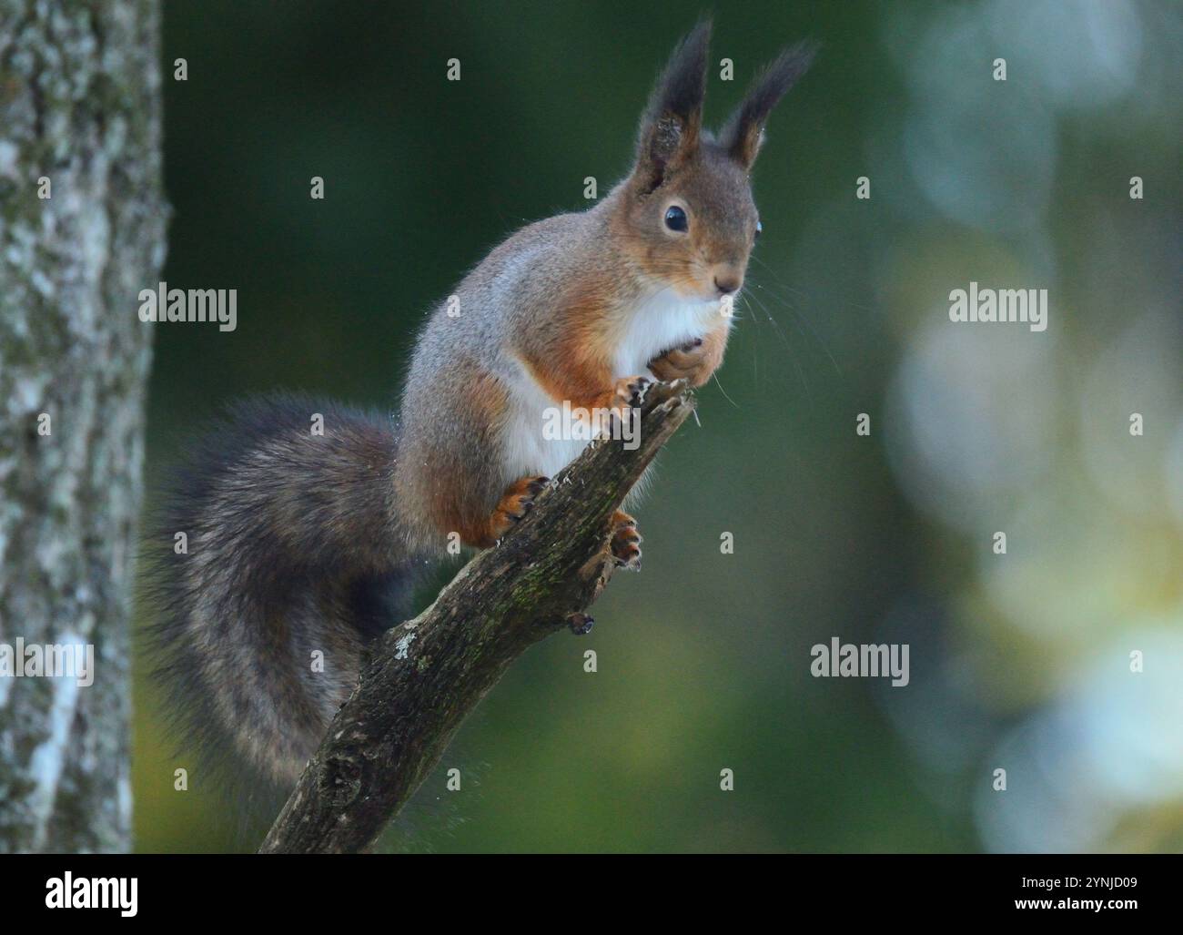 Lo scoiattolo sul belvedere Foto Stock