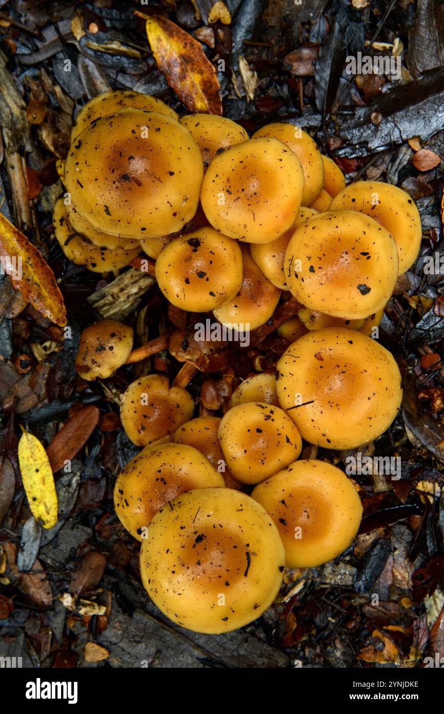 Australia, Tasmania, Franklin-Gordon Wild Rivers National Park, Fern, Franklin River Nature Trail, funghi Foto Stock