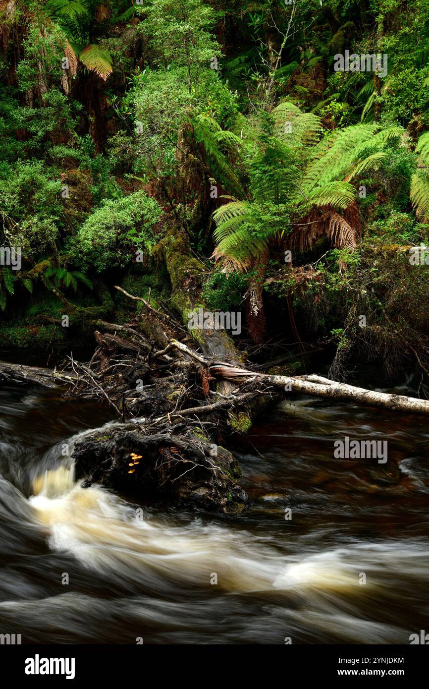 Australia, Tasmania, Franklin-Gordon Wild Rivers National Park, Fern, Franklin River Nature Trail, Foto Stock