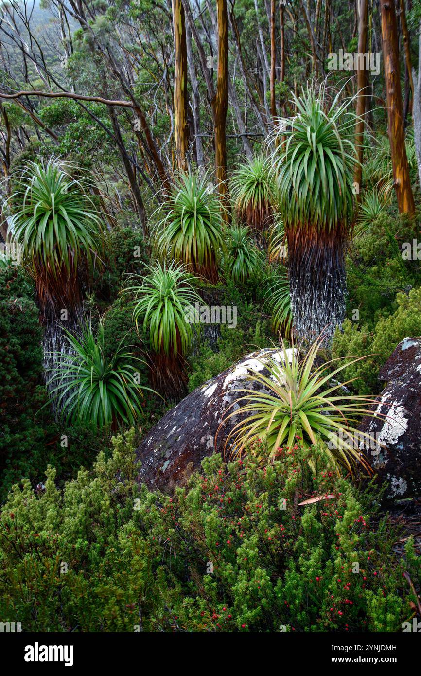 Australia, Tasmania, Mount Field National Park, Lake Dobson, Pandani Grove Foto Stock