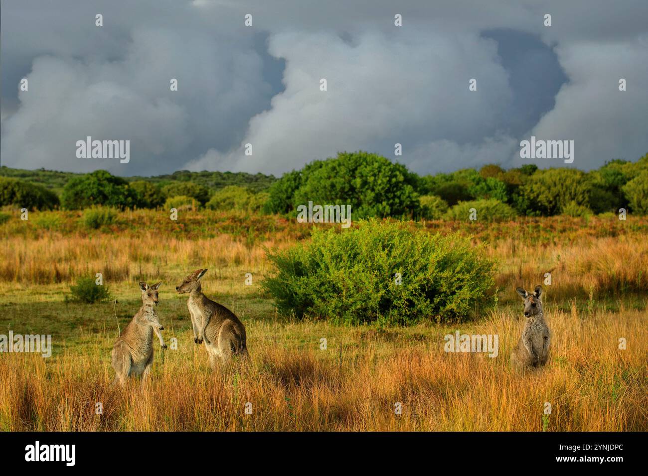 Australia, Victoria, Foster, Wilsons Promontory, National Park, Eastern Grey Kangaroo Macropus giganteus, marsupiale, mammiferi, Foto Stock
