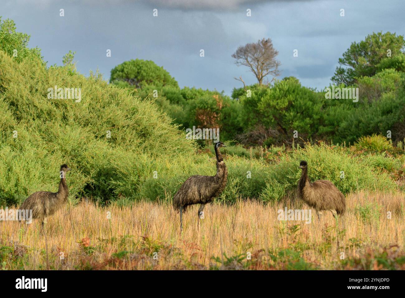 Australia, Victoria, Foster, Wilsons Promontory, National Park, Dromaius novaehollandiae, UEM Foto Stock