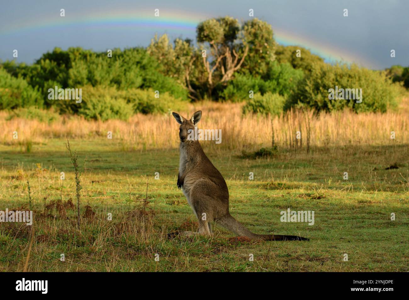 Australia, Victoria, Foster, Wilsons Promontory, National Park, canguro Foto Stock