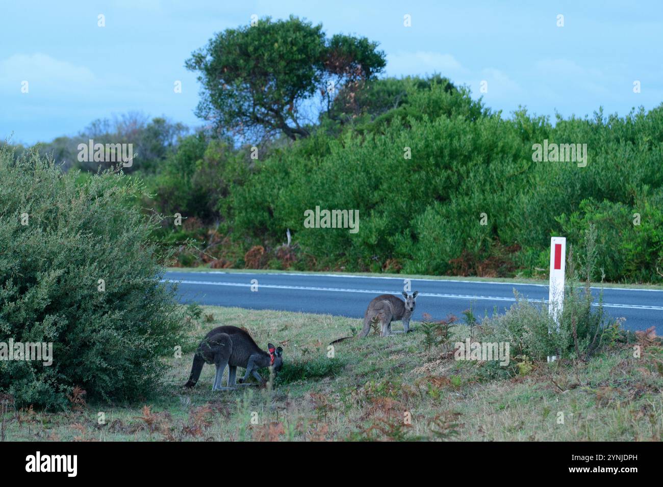 Australia, Victoria, Foster, Wilsons Promontory, National Park, canguro, pericolo per la fauna selvatica Foto Stock