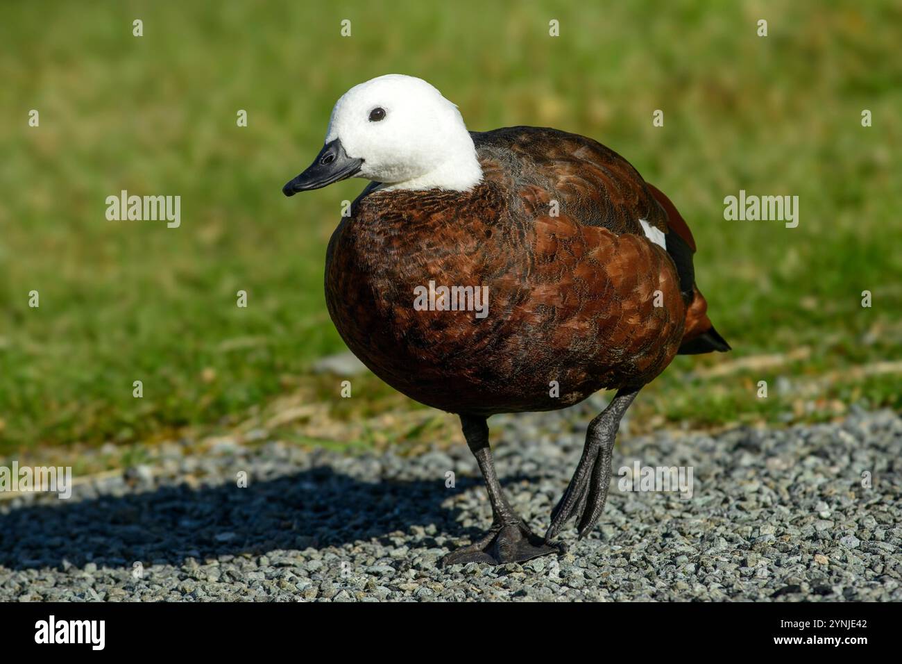 Nuova Zelanda, Isola del Sud, alpi meridionali, Parco Nazionale del Monte Cook, Aoraki, Paradise Shelduck, Tadorna variegata Foto Stock