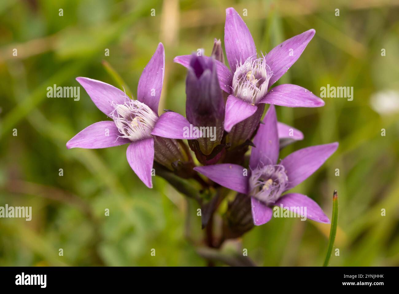 Chiltern Gentian (Gentianella germanica). Oxfordshire, Regno Unito. Foto Stock