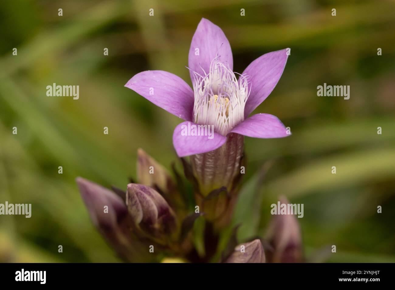 Chiltern Gentian (Gentianella germanica). Oxfordshire, Regno Unito. Foto Stock