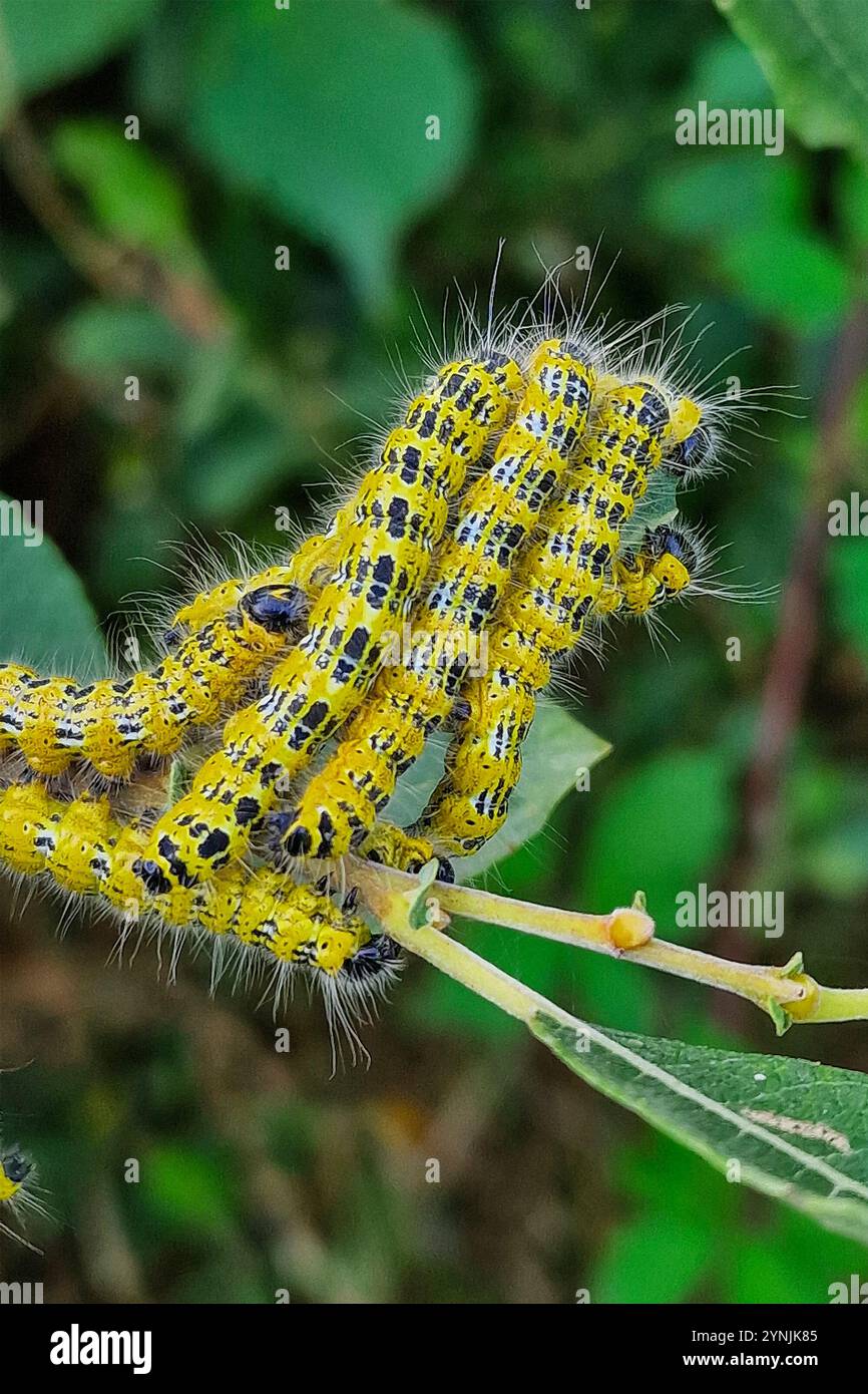 Caterpillars della falena Buff-tip (Phalera bucephala) Foto Stock