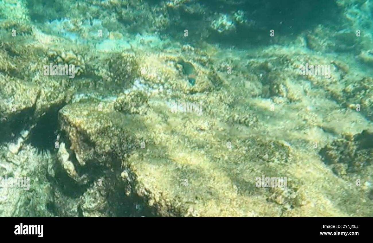 Sella Wrasse (Thalassoma duperrey) Foto Stock