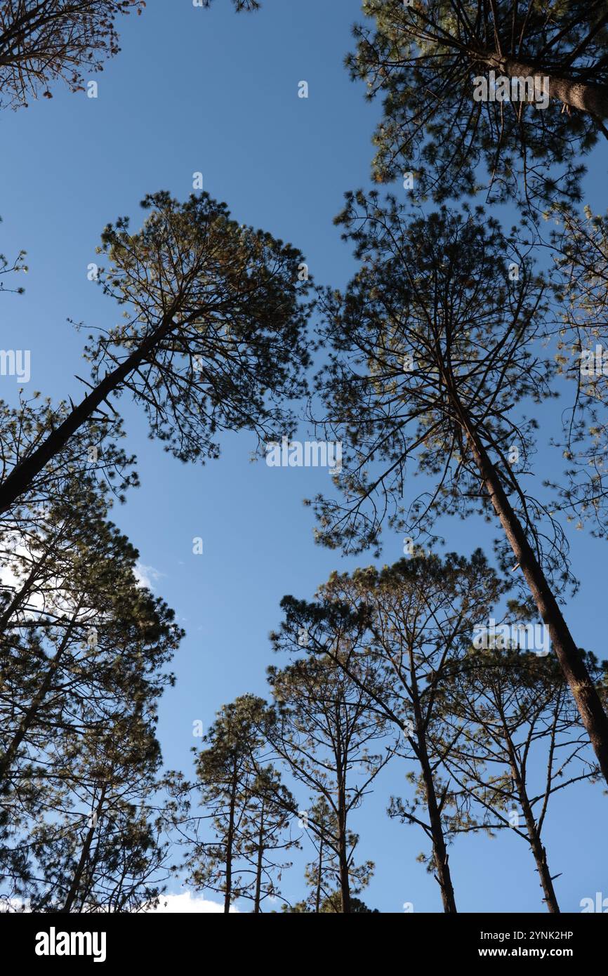 Foto ad angolo basso del fogliame di pini sulle colline, Chiapas Foto Stock