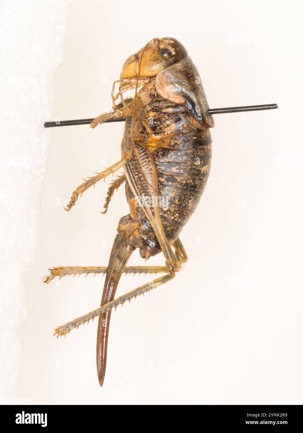 Cricket di Mormon (Anabrus simplex) Foto Stock