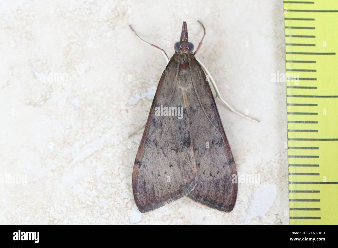 Albero di Lucerna Moth (Uresiphita ornithopteralis) Foto Stock