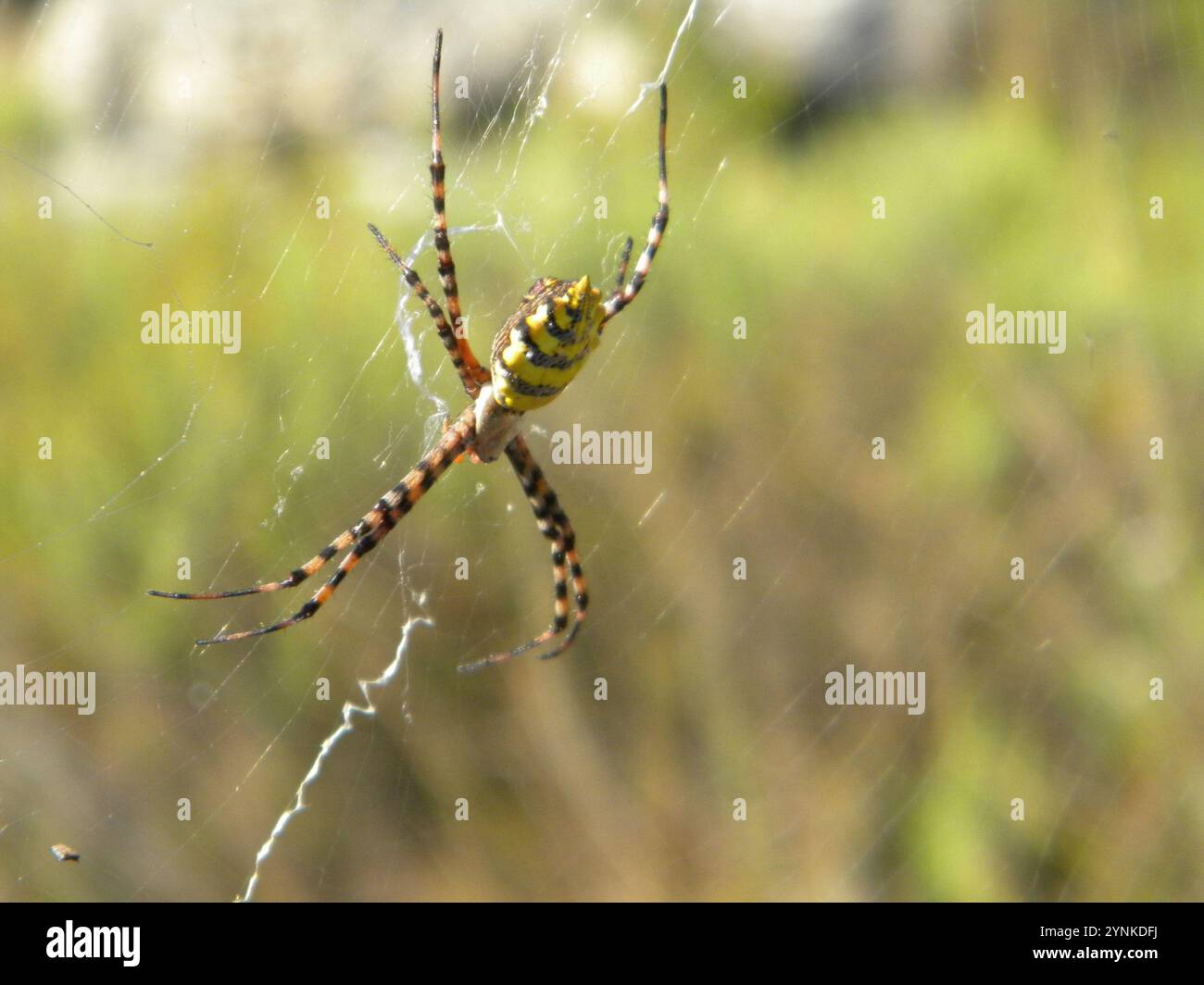Ragno Orbweb da giardino comune (Argiope australis) Foto Stock