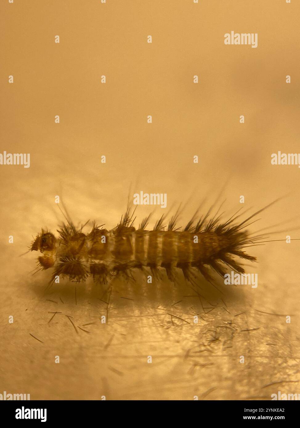 Scarabeo australiano (Anthrenocerus australis) Foto Stock