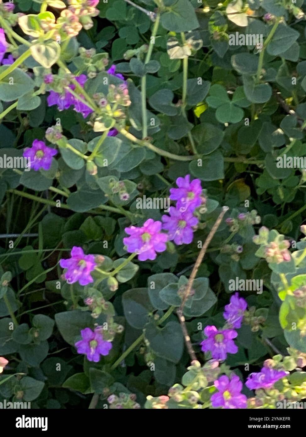 Boccola a braccio oscillante (Mirabilis laevis) Foto Stock