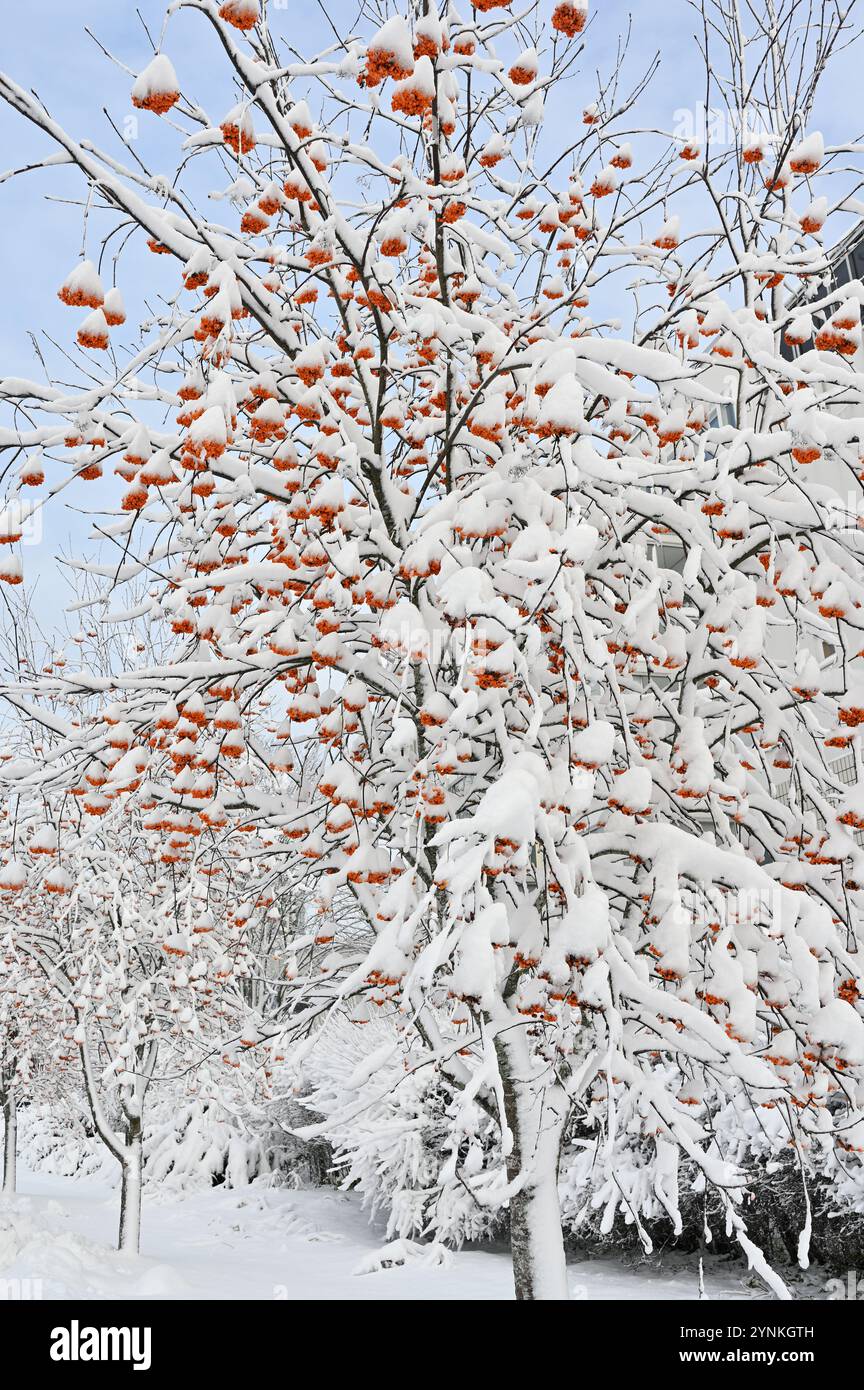 una vista ravvicinata di un albero carico di neve, accentuando i grappoli di bacche di arancia brillante che si distinguono vividamente contro la neve bianca e la pa Foto Stock