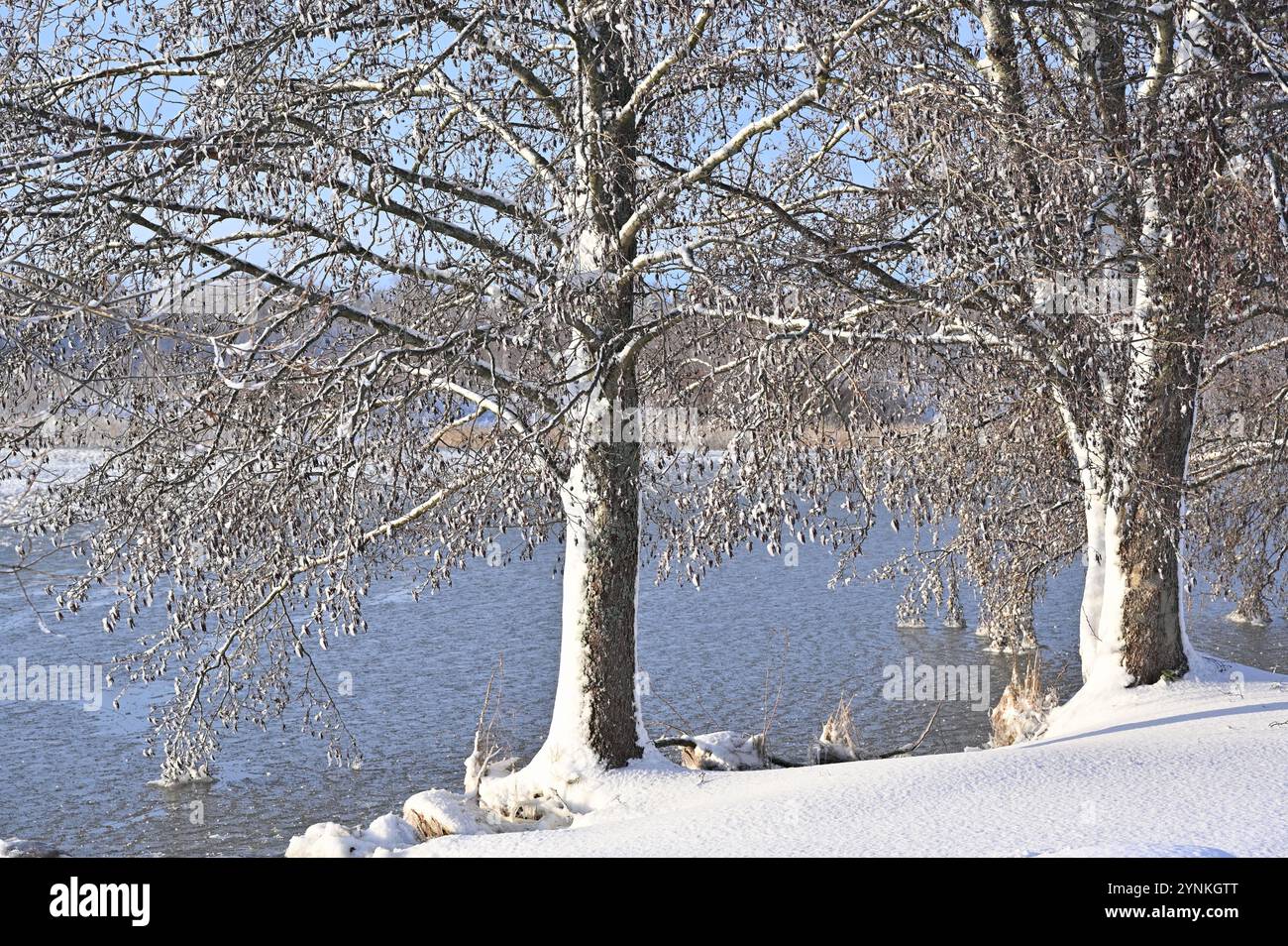 un tranquillo ambiente invernale con alberi in piedi vicino a un lago ghiacciato o parzialmente ghiacciato. I loro rami sono delicatamente spolverati di neve, e il sereno wat Foto Stock