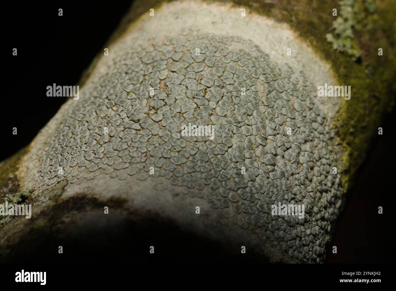 Lichene di Rim (Lecanora carpinea) Foto Stock