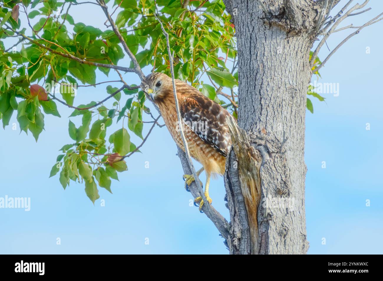 Un nobile falco con le spalle rosse sorveglia dal ramo di un albero, sorvegliando il suo territorio con una concentrazione costante. Foto Stock