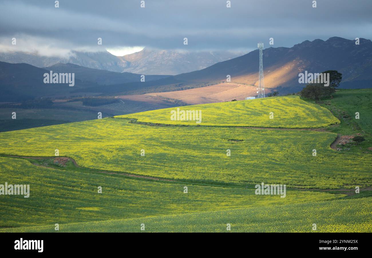 Campi di canola nell'Overberg alle montagne Hottentots-Hollands sulla strada R43 nel Capo Occidentale. Foto Stock