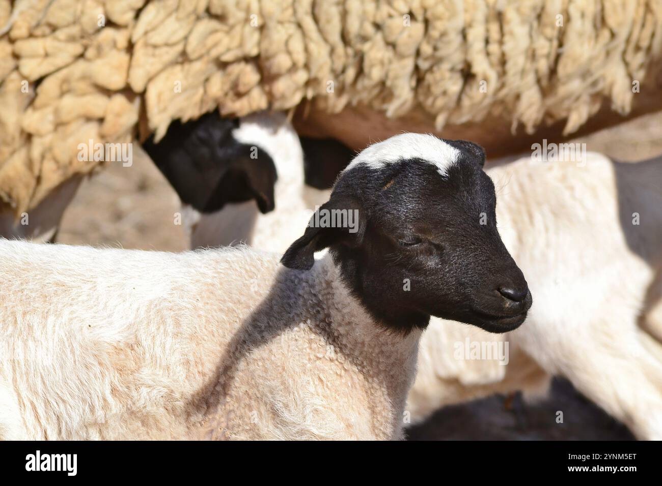 Gemelli agnelli dorper testa nera (Ovis aries) nati sul Knersvlakte a Namaqualand. Foto Stock