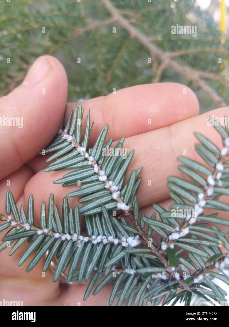 Hemlock Woolly Adelgid (Adelges tsugae) Foto Stock