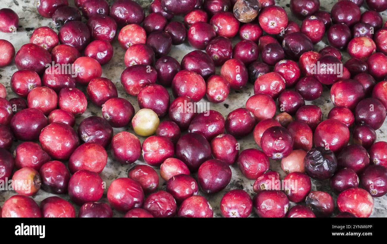 Mirtilli rossi di varie sfumature sono sparsi su una superficie in legno, mostrando la loro freschezza e qualità matura sotto la luce del mattino. Foto Stock