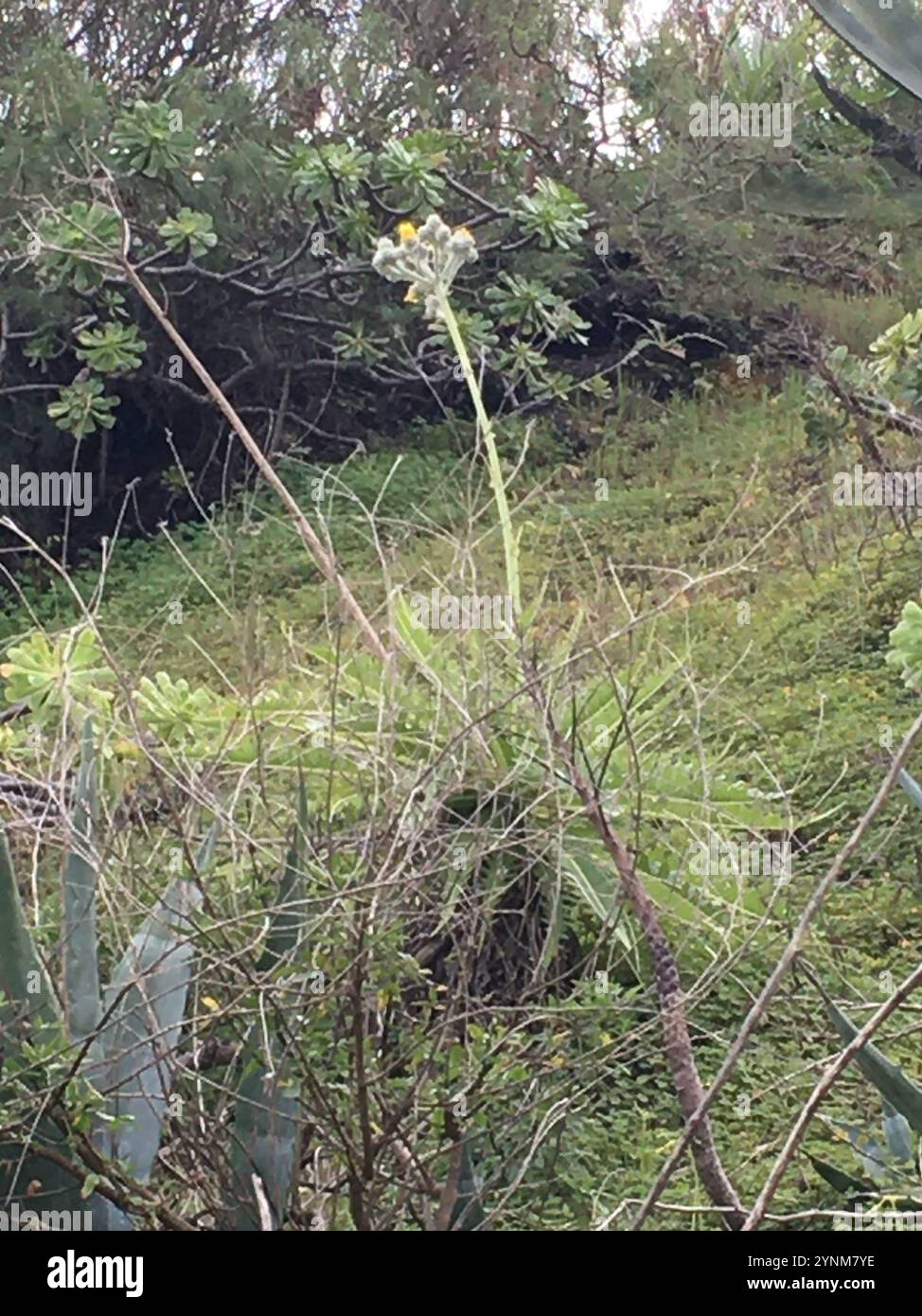 Dente di leone gigante (Sonchus acaulis) Foto Stock