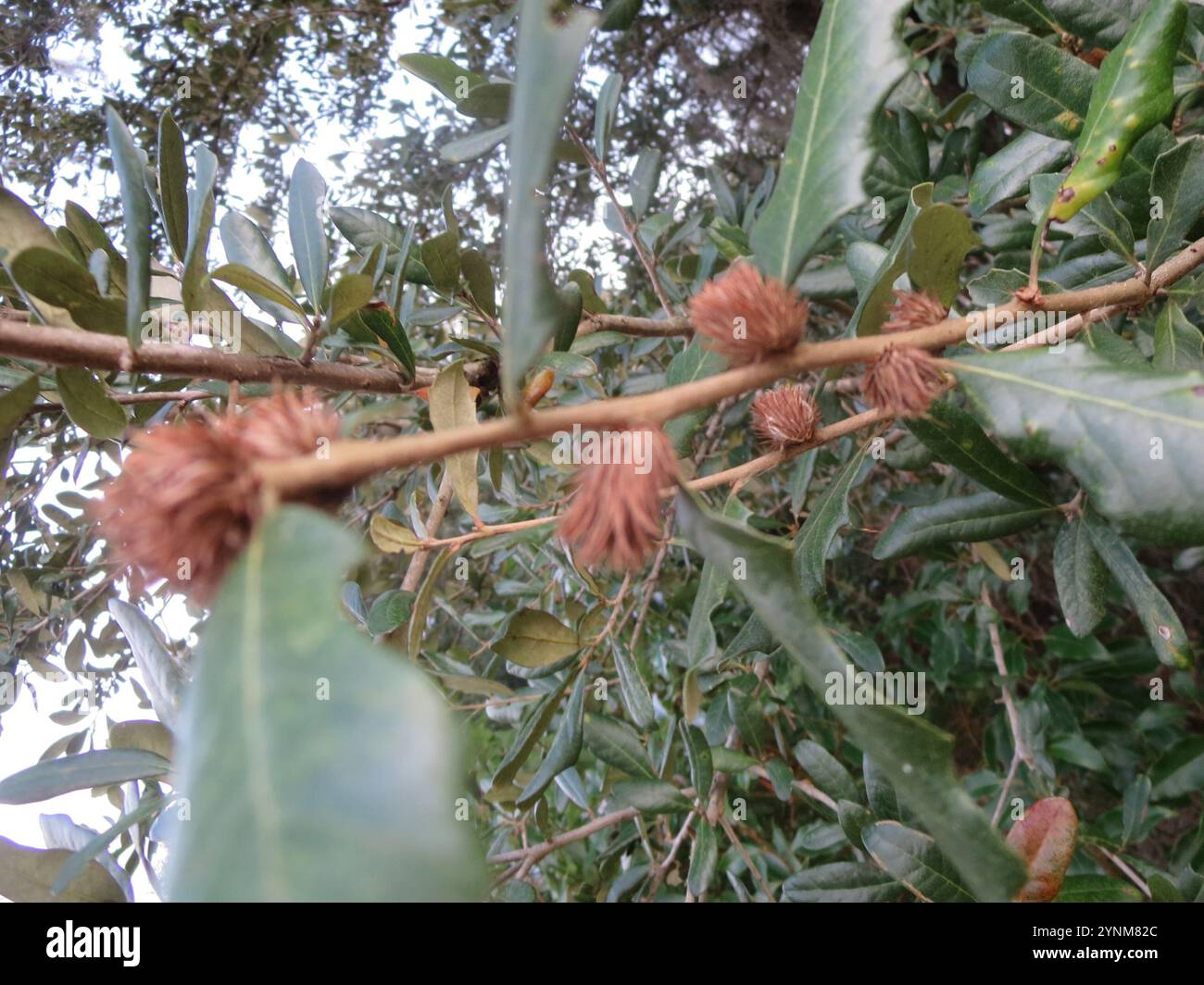 Quercia viva del sud (Quercus virginiana) Foto Stock