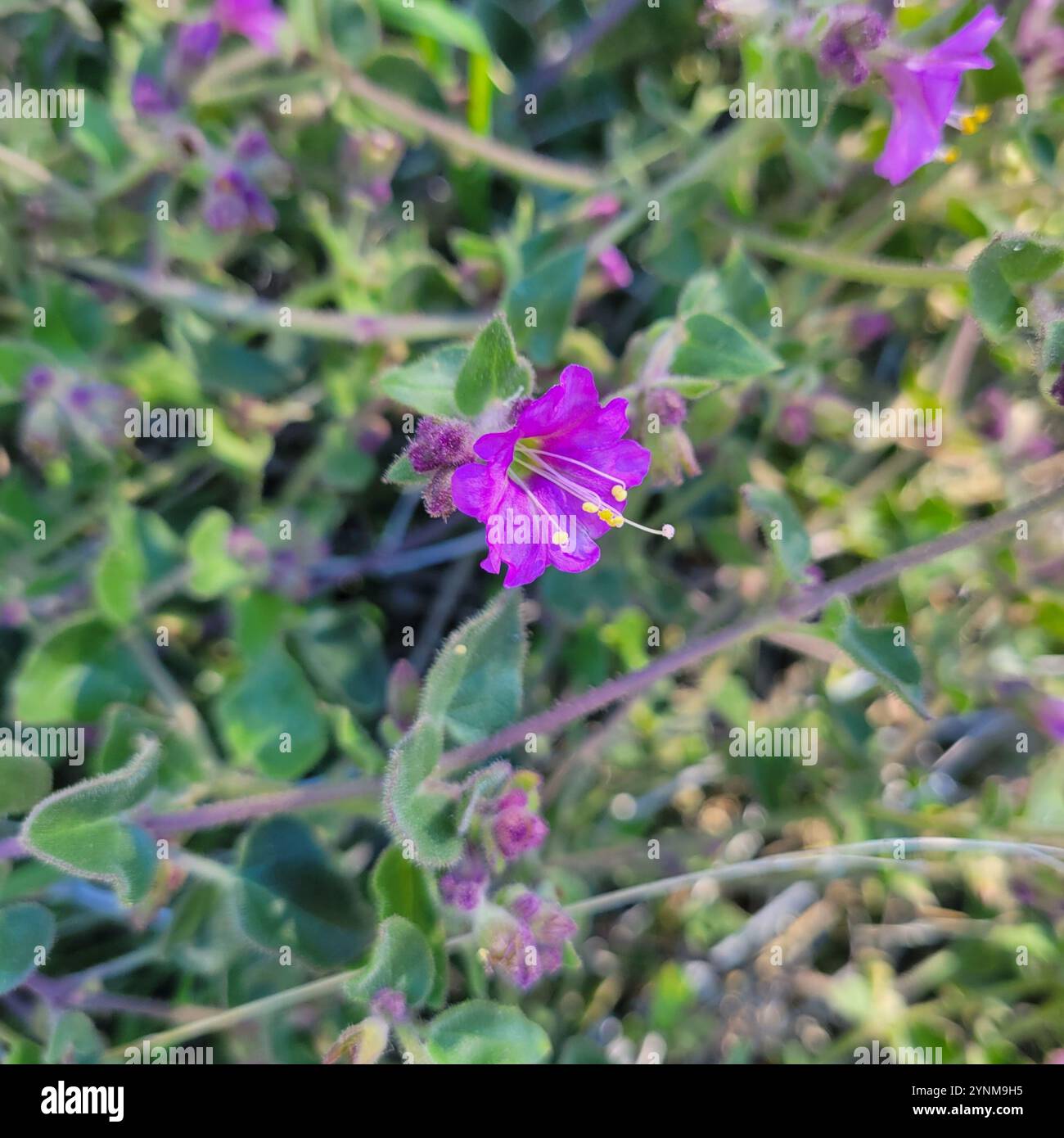 Boccola a braccio oscillante (Mirabilis laevis) Foto Stock