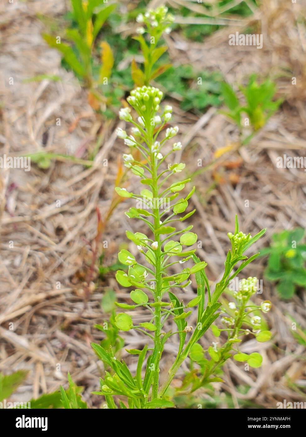 Erbaccia pepata della Virginia (Lepidium virginicum) Foto Stock