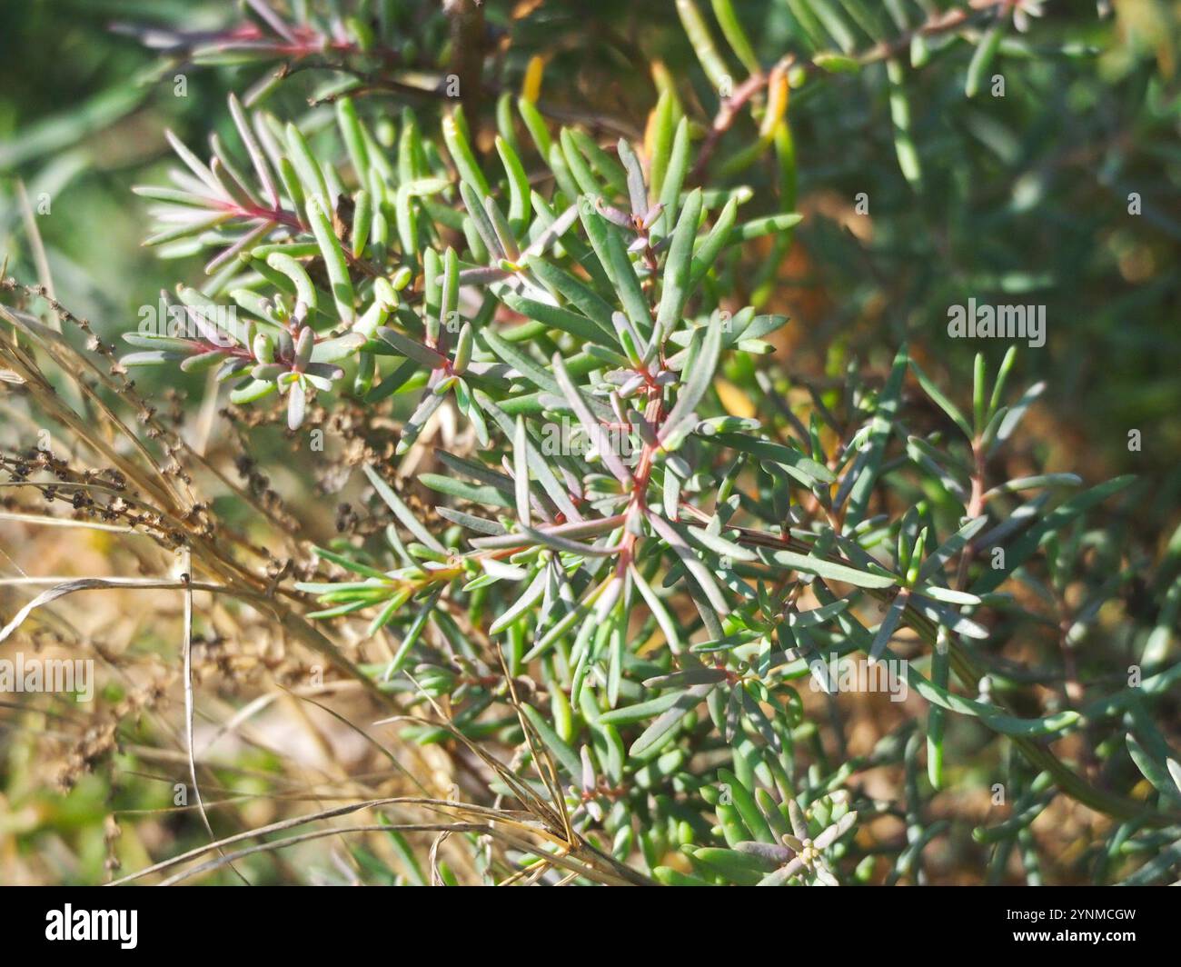 Alghe erbacee (Suaeda maritima) Foto Stock