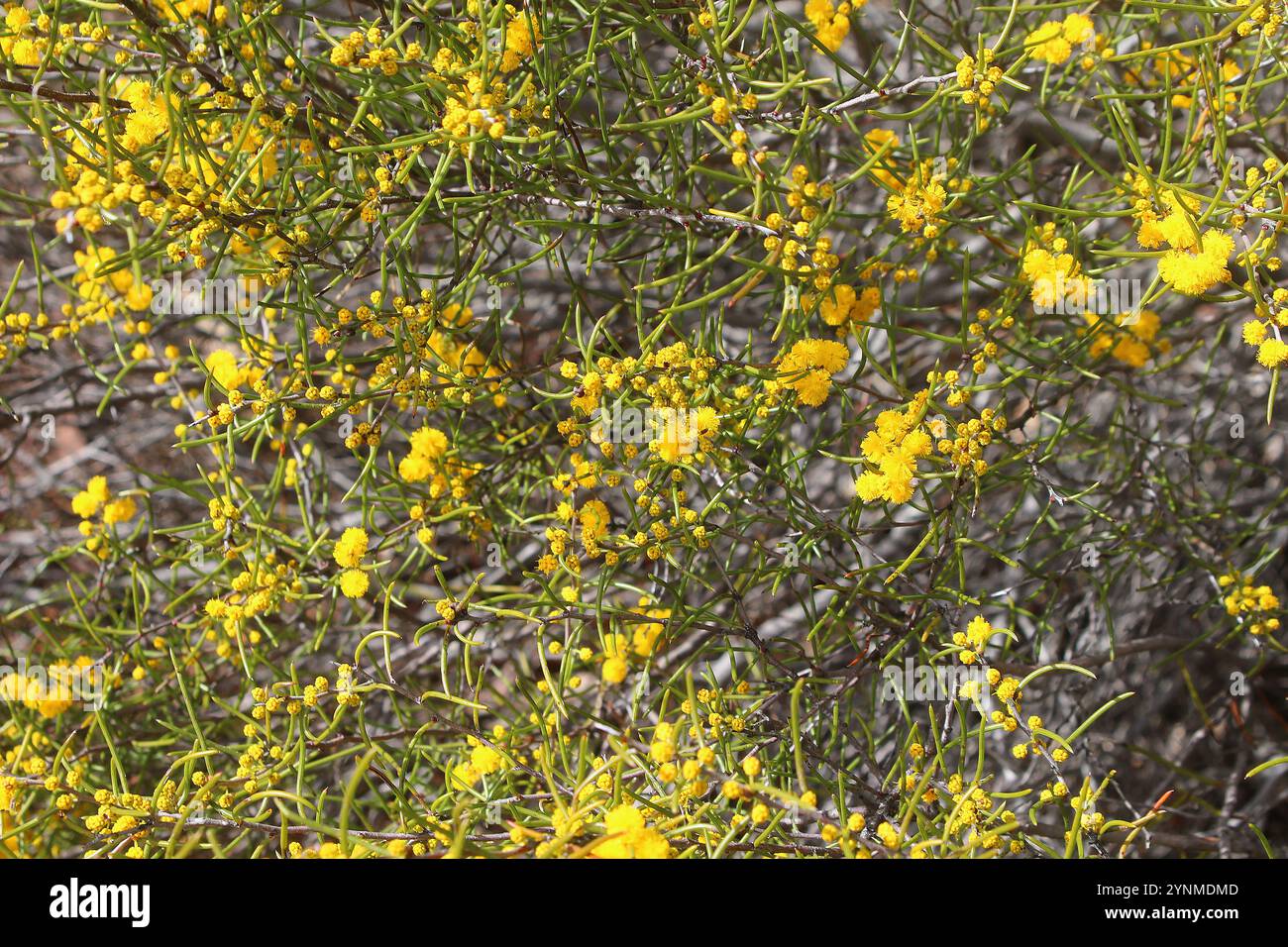 Consistenza floreale nativa di foglie simili a fili e fiori sferici dorati di Acacia subflexuosa endemica dell'Australia Occidentale Foto Stock