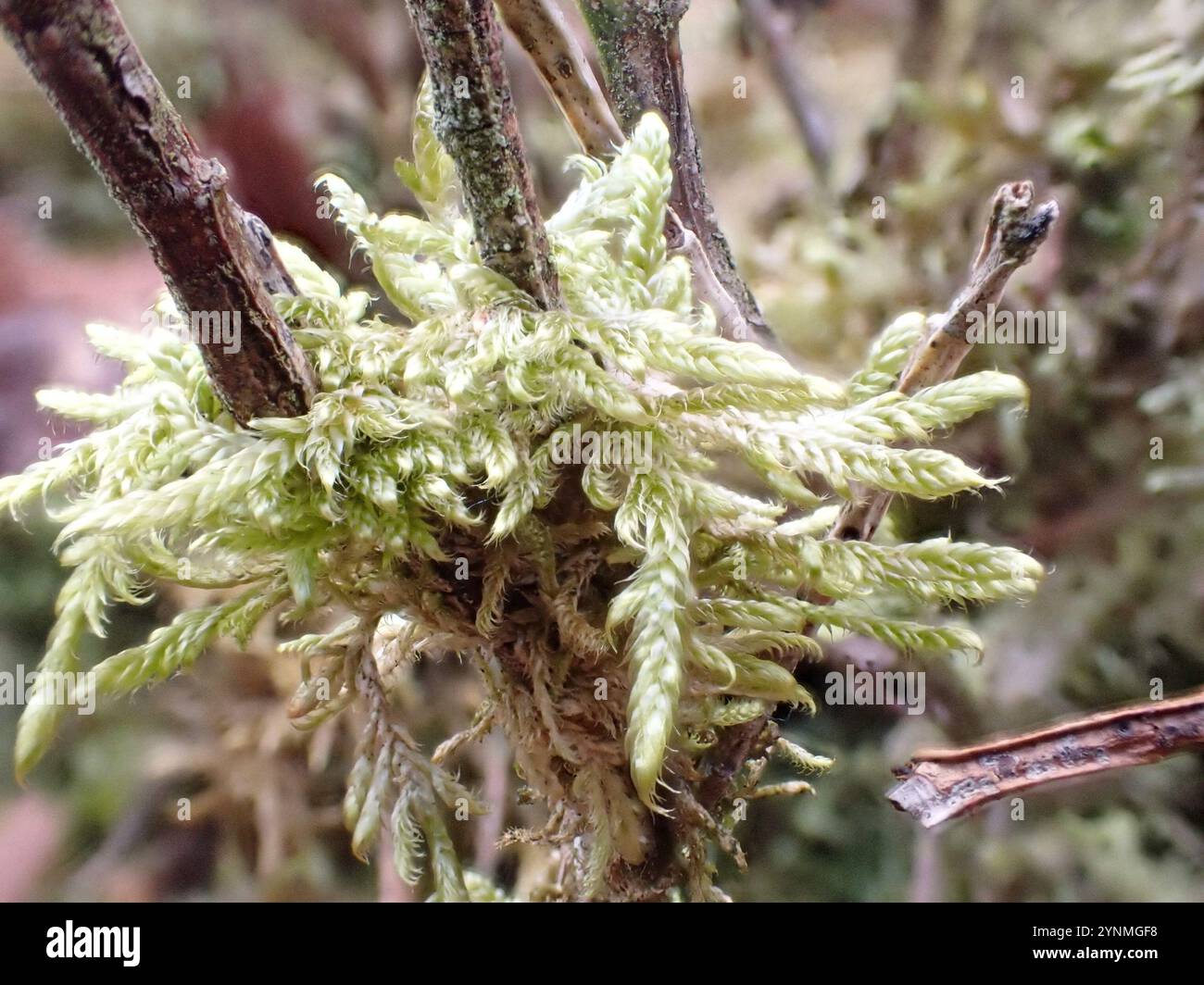 Muschio pianeggiante (Hypnum jutlandicum) Foto Stock